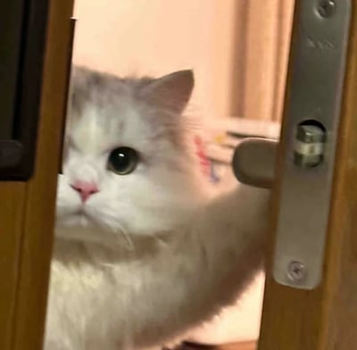 图片中一只毛茸茸的灰白相间猫咪正从微微打开的木质门缝中向外偷看。猫咪有着大大的绿色眼睛和粉嫩的鼻子，表情好奇又专注，耳朵竖起，身体紧贴门缝，似乎在观察门外的动静。背景是室内环境，可见浅色墙壁和部分木质家具，整体氛围温馨可爱，展现了宠物猫咪日常中充满好奇心的萌态瞬间。