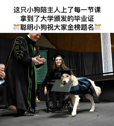 图片展示了一场温馨的毕业典礼场景。画面中央，一位坐在轮椅上的毕业生穿着学士服，旁边站着一只同样穿着迷你学士服的金毛犬，嘴里叼着毕业证书。一位大学官员正微笑着鼓掌祝贺。图片上方配有文字：'这只小狗陪主人上了每一节课 拿到了大学颁发的毕业证 聪明小狗祝大家金榜题名'，表达了对毕业生的美好祝愿。
