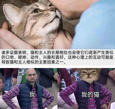 这是一张由上下两部分组成的趣味图文内容，上半部分展示了一只被人抱在怀里的猫，猫眼神温和抬头向上看，下方配有科普文字，说明猫和主人长期相处后，会在口吻、眼神、动作、兴趣喜好等方面变得相似，心理互动是主要因素之一；下半部分是两张对比图，左侧是一位穿着红格衬衫和深蓝色马甲的光头男子，表情严肃双手叉腰，标注“我”，右侧是将该男子的头部替换成表情同样严肃、满脸不悦的猫的头部的P图，标注“我的猫”，用搞笑的视觉效果直观验证了上半部分的科普结论，生动调侃了猫与主人越长越像的有趣现象。