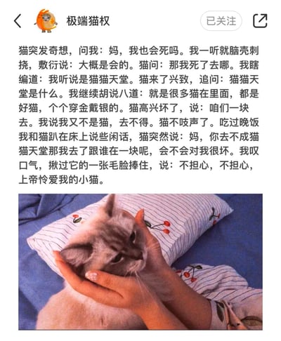这是一张小红书账号的截图，上方是发布者用户名“极端猫权”，下方是一篇完整的小猫文学内容，讲述主人和小猫讨论死亡与猫猫天堂的对话，小猫担心自己去猫猫天堂后见不到主人，主人最后温柔安抚小猫“不担心，不担心，上帝怜爱我的小猫”，文字下方配图是主人的双手捧着一只浅灰色猫咪的脸，猫咪趴在带有樱桃图案的枕头和蓝色床单上，整体文风柔软治愈，带着淡淡的温情与忧伤。