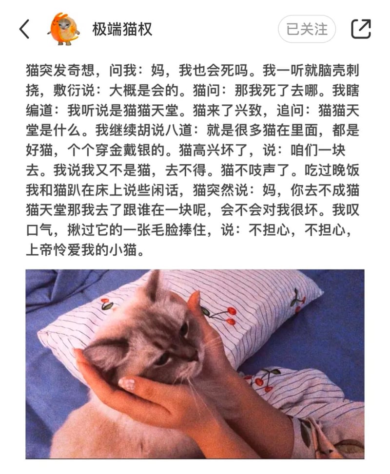 猫