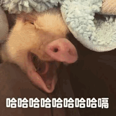 打哈欠的小猪配上魔性笑声文字