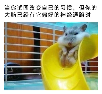 这是一张趣味梗图，上方配有文字“当你试图改变自己的习惯，但你的大脑已经有它偏好的神经通路时”，下方是一只仓鼠瘫坐在黄色滑梯的弯道处，眼睛半睁，神态倦怠，四肢蜷缩放松，仿佛被滑梯的轨道“困住”。这张图用仓鼠的状态生动比喻了人们在试图改变旧习惯时，大脑已形成的固定神经通路会像滑梯轨道一样，将人拉回原有状态，那种无力、无奈的感觉被仓鼠的模样精准呈现，引发人们在改变习惯这件事上的共鸣。