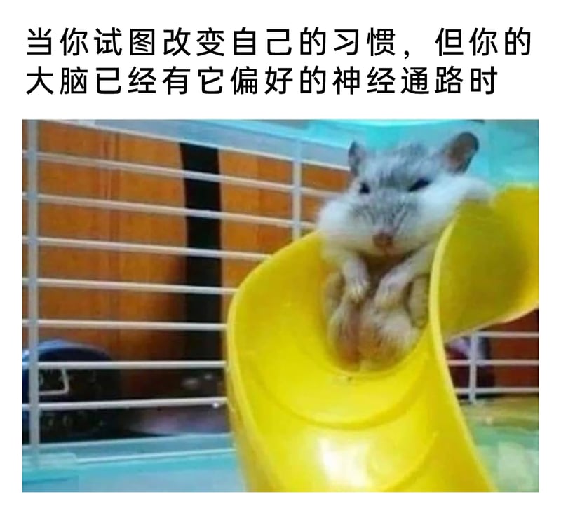 宠物