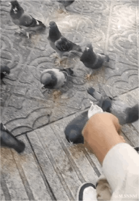 这是一段户外拍摄的动态GIF，画面中一只穿着浅色衣袖的手拿着食物，试图投喂聚集在带有花纹的地砖上的一群灰鸽子，当手伸到鸽子群中时，有鸽子直接啄向人手，出现了意料之外的趣味场景，充满了日常的小意外感。