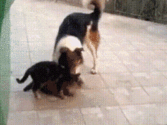 这是一段动态GIF，画面呈现出有趣的视觉错位效果：一只三色狗狗站在趴在地面的黑猫身后，狗狗的头部位置恰好和黑猫的身体重合，从正面看仿佛是狗狗的身体与黑猫的头部拼接在了一起，营造出滑稽又搞笑的视觉错觉。实际上狗狗只是站在黑猫后方，二者并没有真正的身体拼接，这种偶然形成的错位让宠物间的日常互动场景充满趣味，显得十分诙谐。