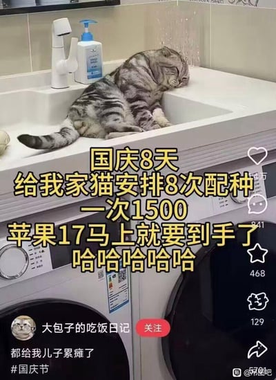 图片中一只灰色虎斑猫瘫睡在白色水槽里，双眼紧闭，尾巴自然垂落，显得极度疲惫。水槽旁有白色水龙头和蓝色按压式洗手液瓶，下方是两台并排的洗衣机。图片上方有黄色醒目文字：“国庆8天给我家猫安排8次配种 一次1500 苹果17马上就要到手了 哈哈哈哈哈哈”，下方显示社交媒体账号“大包子的吃饭日记”及评论“都给我儿子累瘫了”，并带有#国庆节话题标签。整体画面通过猫咪的疲惫状态与主人夸张的“赚钱计划”形成幽默对比，调侃式展现了利用国庆假期让宠物配种牟利的搞笑场景。