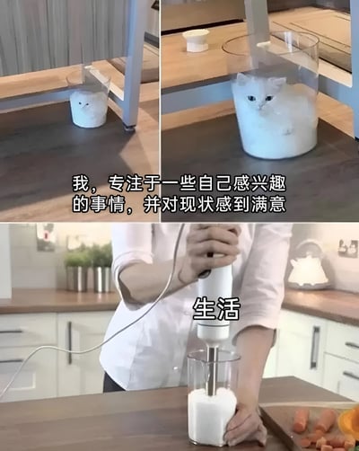 这是一张四格拼接的幽默梗图，通过视觉错位制造笑点。上左图显示一个装着白色颗粒的透明杯子，隐约可见类似小鸟的形状；上右图则是同一个杯子，但里面竟有一只白猫的头从白色颗粒中探出，表情平静自然；下图展示一位穿着白色衣服的人正在用料理机搅拌装满白色颗粒的杯子，旁边配有文字"生活"。图片上方的文字"我，专注于一些自己感兴趣的事情，并对现状感到满意"与猫咪满足的表情形成呼应，幽默地表达了一种专注自我、安于现状的生活态度。