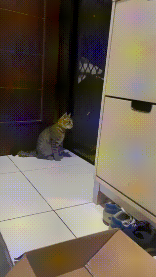 这是一段动态GIF，画面里一只狸花猫正端坐在家门口的白色瓷砖地面上，抬头紧紧盯着门的玻璃区域，而玻璃上的图案随着门的轻微晃动看起来像是另一只猫在移动，形成了有趣的视觉错位效果，让猫咪一脸专注地紧盯“幻影”，场面十分搞笑。