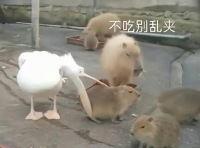 这张图拍摄于动物园或类似场所，画面左侧是一只明显有些生气或嫌弃的白鹈鹕，用鸟喙拦住了一只水豚（又称水獭豚、小河马），仿佛在警告它“不要乱动”。右上角配有文字“不吃别乱夹”，形成了生动搞笑的情景，常用来调侃在饭桌上夹菜行为不合适、或泛指做事不要添乱。

有谐音梗和双关含义，比如日常聚餐时的幽默吐槽：“不吃别乱夹”。