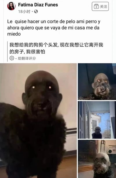社交媒体用户Fatima Diaz Funes分享了自己给狗剪发失败的经历,结果狗狗的新发型看起来像一个恐怖的人形生物。图片中可以看到这只狗有着光滑的秃头、突出的面部特征和令人不安的眼神,让主人感到害怕并想让它离开房子。