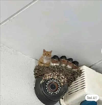 这是一张经过图像合成的趣味图片，画面中监控摄像头上方的燕子窝里，一只橘白相间的猫咪淡定地和四只小燕子挤在一起，猫咪的体型和燕子形成强烈反差，违和感拉满，营造出荒诞搞笑的效果，没有双关或谐音梗。