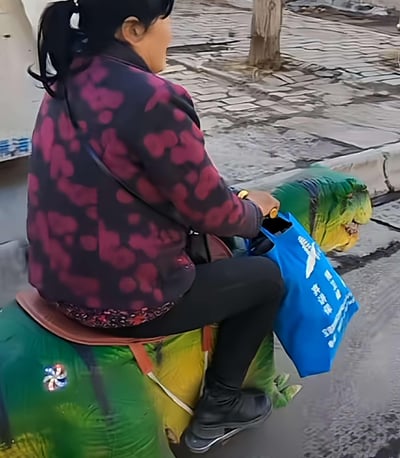 一位穿着紫黑花纹棉服的阿姨，坐在鳄鱼造型的代步车上，由于拍摄角度的巧合，形成了仿佛直接骑在鳄鱼身上的视觉错位效果，画面搞笑又充满生活趣味。
这是典型的视觉错位现象，并非真的有鳄鱼被当作坐骑。