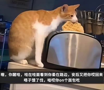 一只橘白相间的猫站在厨房的烤面包机旁，正专注地嗅闻从烤面包机里弹出的华夫饼。图片下方配有幽默的拟人化文字，模仿猫咪的口吻说道：'嗷，你醒哇，哇在哇面看到你晕在路边，安后又把你哎回来 唔子饿了伐，哇哎你on个面包吃'。这段文字使用了可爱的发音错误（如'哇'代替'我'，'哎'代替'带'）和中英文混搭（'on个面包'），营造出猫咪救助了主人后想要吃面包的有趣场景。