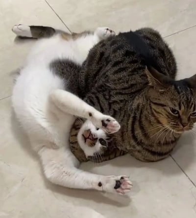 两只猫咪在浅色瓷砖地板上玩耍的场景。一只虎斑猫侧躺着，身体呈现深浅相间的条纹，背部有一块明显的黑色斑块，正平静地看着镜头。另一只白猫仰卧着，身体大部分为纯白色，只有头部带有虎斑花纹，它用前爪轻轻搭在虎斑猫的脸上，表情显得十分放松惬意。两只猫的姿势形成了一个有趣的互动画面，展现出猫咪之间亲密又可爱的关系。