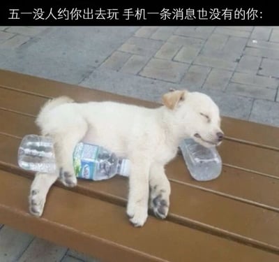 一张幽默梗图，展示了一只白色小狗趴在公园长椅上休息的场景。小狗将头枕在一个空水瓶上，身体下方还垫着另一个空水瓶，表情安详，似乎在独自享受宁静时光。图片上方配有文字：'五一没人约你出去玩 手机一条消息也没有的你:'，通过小狗独自休息的画面，幽默地比喻了五一假期期间没有社交活动、无人联系的孤独状态，带有自嘲和搞笑的意味。