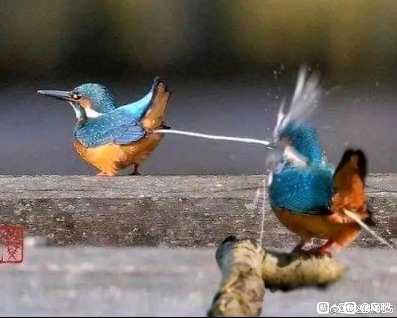 翠鸟