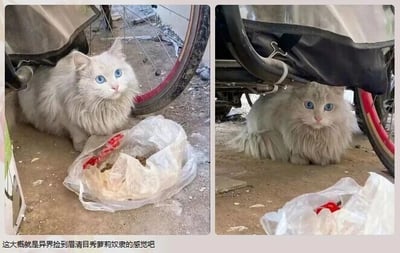 这是一张左右对比的多图拼接静态图，图中展示了同一只蓝眼睛的长毛白猫，它的毛发略显脏乱，身处布满杂物、有自行车的简陋户外环境，旁边放着一个装有食物的塑料袋，看起来是一只流浪猫。但它拥有澄澈漂亮的蓝眼睛和柔顺的长毛，颜值十分出众。图片底部配有文字“这大概就是异世界捡到眉清目秀萝莉奴隶的感觉吧”，将这只处境落魄但颜值极高的流浪猫，类比为异世界题材作品中那种外表柔弱美丽、处境不佳的萝莉奴隶，用二次元的经典设定玩梗，形容捡到这只猫时仿佛开启了类似异世界剧情的奇妙感受。