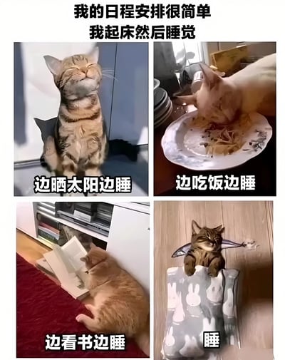 这是一张四格拼接图，展示了猫咪的四种睡眠场景。上方标题写着'我的日程安排很简单 我起床然后睡觉'，幽默地表达了猫咪以睡觉为中心的生活状态。左上角的虎斑猫闭着眼睛仰头'边晒太阳边睡'，右上角的橘猫低头在盘子里'边吃饭边睡'，左下角的橘猫趴在书架旁'边看书边睡'，右下角的虎斑猫直接趴在垫子上'睡'。整组图片通过夸张的表现手法，用猫咪的生活讽刺了现代人渴望简单、慵懒生活的心态。