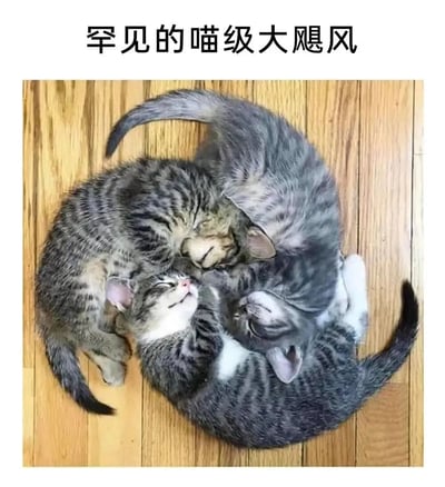 图片上方有黑色文字“罕见的喵级大飓风”，下方是三只灰 tabby  kittens 在木质地板上蜷缩成圆形依偎在一起沉睡的场景。猫咪们身体相互环绕，尾巴自然摆放，表情安详，整体呈现出类似飓风气旋的圆形结构。文字使用“喵级”谐音“量级”，将猫咪的可爱形态幽默比喻为“大飓风”，营造出温馨又有趣的氛围。