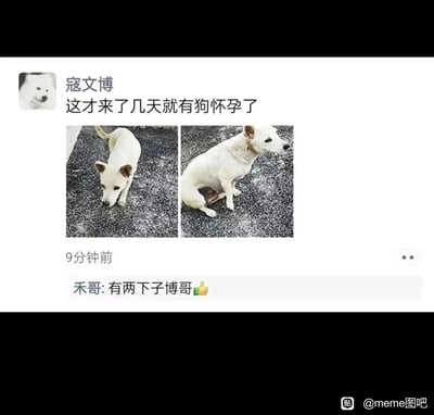 这是一张来自百度贴吧meme图吧的搞笑梗图，形式为社交媒体动态截图。用户“寇文博”发布动态，配文“这才来了几天就有狗怀孕了”，并附上两张白色土狗的照片，右侧照片中的狗腹部明显隆起，呈现怀孕的状态。评论区的“禾哥”回复“有两下子博哥👍”，这里运用了错位调侃的手法，故意将“有狗怀孕”这件事误解为是寇文博所为，用“有两下子”来打趣他，制造出荒诞又搞笑的反差效果，是典型的网络趣味段子类内容。