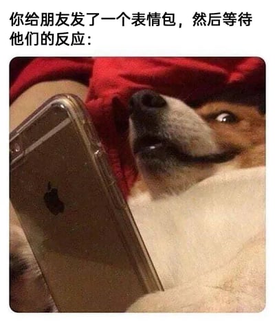 这是一张贴合日常社交情绪的搞笑梗图，图片上方配有文字“你给朋友发了一个表情包，然后等待他们的反应：”，图中主体是一只裹在被子里的柴犬，它眼神紧张又带着期待，紧紧盯着手中的苹果手机，将人们给朋友发完消息后，忐忑、焦急又满怀期待地等待回复的微妙状态，用拟人化的方式生动还原，非常容易引发网友在社交场景中的情绪共鸣，是很受欢迎的社交表情包素材。