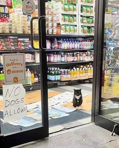 便利店的冷藏柜玻璃门上贴着一张手写的“NO DOGS ALLOWED”（禁止狗狗入内）标识，而柜内地面散落着多张纸张，一只黑白相间的猫咪正淡定地坐在纸上。冷藏柜内货架上摆满了各种瓶装饮料和盒装食品，左侧还能看到“Order for delivery with Grubhub”的配送服务标识。图片通过“禁止狗狗却有猫咪在场”的反差场景制造幽默效果。