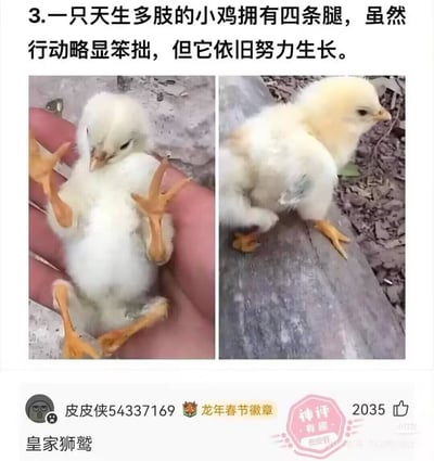 整张图为图文混排的左右拼接静态图，上方配文介绍主体是一只天生发育异常、长有四条腿的小鸡，称其行动虽笨拙但仍努力生长；左侧图片展示了这只白色小鸡被人托在掌心，清晰露出一共四条黄色的鸡爪，右侧图片展示了小鸡站在石板上的状态。图的下方是皮皮虾平台的评论区内容，用户“皮皮侠54337169”留下评论“皇家狮鹫”，该评论获得2035个点赞，被标记为神评；这条评论玩了谐音梗，“狮鹫”谐音“四鸡”，对应四条腿的小鸡，同时皇家狮鹫是常见奇幻类作品中的虚构生物，用来调侃这只外形特殊的小鸡如同奇幻生物，笑点十足。