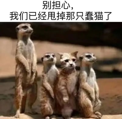 图片上方配有文字“别担心，我们已经甩掉那只蠢猫了”，下方画面中四只动物呈直立站立姿势。其中三只为典型的狐獴，有着棕黄相间的皮毛和警觉的神态；而位于中间的“狐獴”实际上是一只毛色为棕褐色虎斑纹的猫，它模仿着狐獴的姿势站立，形成鲜明的视觉反差。文字内容与画面中猫仍在群体中的事实形成幽默矛盾，营造出诙谐搞笑的效果。
