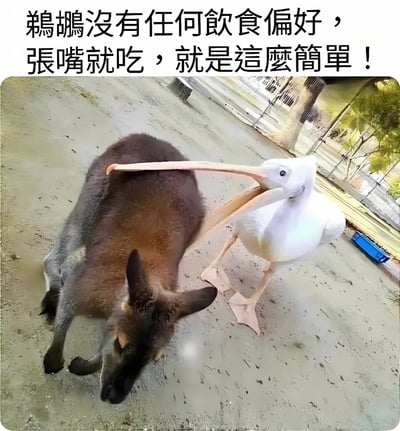 图片展示了一只白色鹈鹕正张开巨大的嘴巴，试图啄食一只趴在地上的棕色袋鼠的背部。袋鼠似乎并未察觉或不在意这一行为。图片上方配有文字：'鹈鹕没有任何饮食偏好，张嘴就吃，就是这么简单！'，以幽默的方式调侃鹈鹕什么都想吃的习性。背景中可以看到动物园的围栏和一些设施。