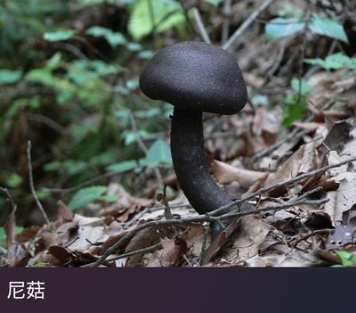这是一张野外实拍的菌类照片，画面中心是一株通体呈深黑色的蘑菇，菌盖圆润，菌柄粗壮，生长在堆积着干枯落叶与细小枯枝的地面环境中，背景是模糊的绿色林下植被，营造出自然野外的氛围。图片底部添加了文字“尼菇”，这是利用“菇”与“姑”的谐音制造的趣味梗，将这株蘑菇和“尼姑”进行谐音关联，增添了画面的趣味性。
