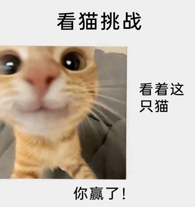 这是一张轻松趣味的互动类图文混排图片，整体风格软萌治愈。图片顶部标注“看猫挑战”，中间主体是一张近距离拍摄的橘白猫咪照片，猫咪睁着圆溜溜的大眼睛，凑在镜头前，神态软萌可爱，仿佛在贴近观看者；图片右侧配有引导文字“看着这只猫”，底部则给出结果“你赢了！”。这是一个完全无门槛的小挑战，不需要完成任何复杂动作，只要观看了图中的猫咪就算完成挑战，通过这种直白又轻松的互动方式，传递出愉快治愈的情绪，适合用来在社交平台分享，吸引用户参与这个简单的小互动。