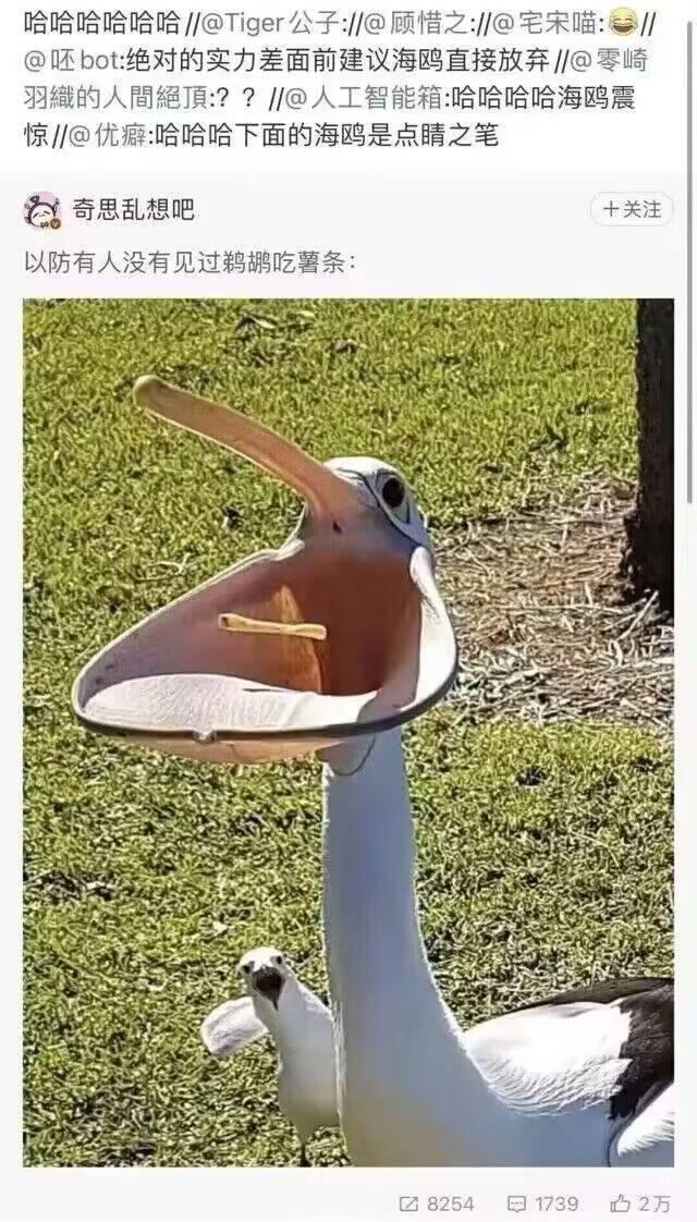 鹈鹕