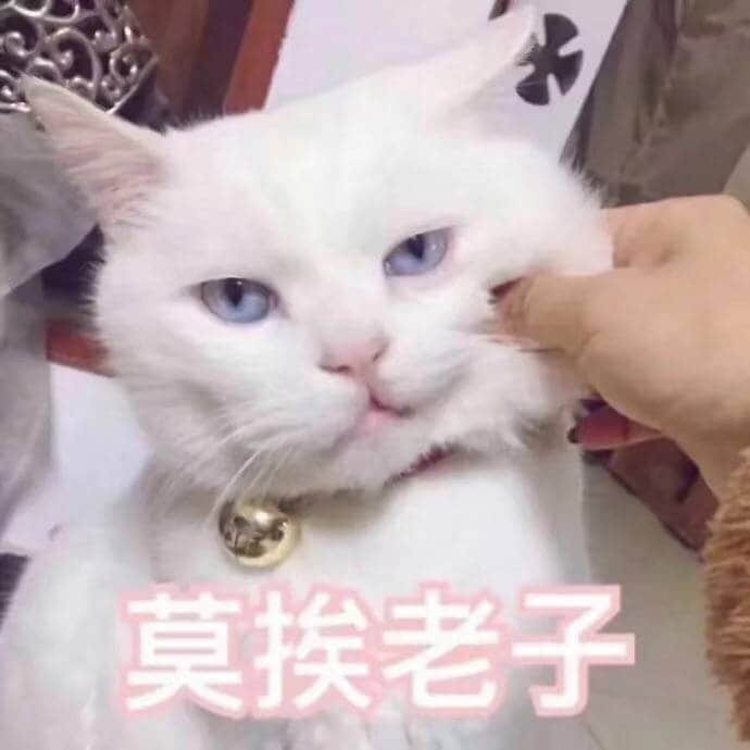 白猫被摸脸一脸嫌弃：莫挨老子