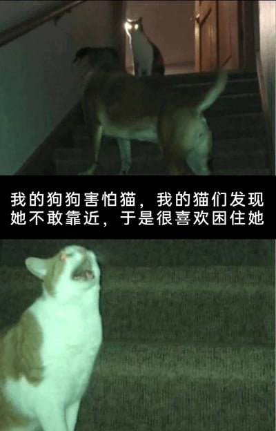 这是一张上下拼接的竖版图片，上方画面是在昏暗的楼梯间内，一只狗狗被两只猫咪堵在楼梯上，狗狗姿态局促不安，明显不敢移动；下方画面是一只张着嘴的猫咪，神态看起来十分嚣张。图片配文说明这只狗狗天生害怕猫，家里的猫咪发现狗狗不敢靠近自己后，就喜欢用这种方式困住狗狗，展现出猫狗之间反差感拉满的趣味互动，让人忍俊不禁。