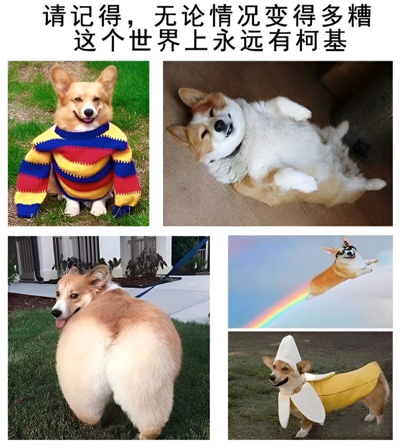 柯基