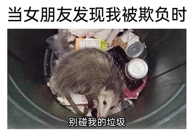 这是一张充满趣味的情侣主题搞笑梗图，顶部配文“当女朋友发现我被欺负时”设定了场景，图中主体是一只待在绿色垃圾桶里的负鼠，周围堆放着罐头、塑料杯、食物残渣等各类垃圾杂物，负鼠呈现出守护领地的姿态，底部配文“别碰我的垃圾”则是拟人化的台词。图中将被欺负的男朋友比作负鼠守护的“垃圾”，用夸张且反差的拟人手法，把女朋友维护男友的行为调侃成负鼠守护自己领地内垃圾的状态，生动又幽默地展现了情侣间女朋友霸道又护短的可爱相处模式，通过动物行为和人类情感的巧妙对应，制造出荒诞搞笑的效果，很贴合年轻人对情侣日常的趣味表达。