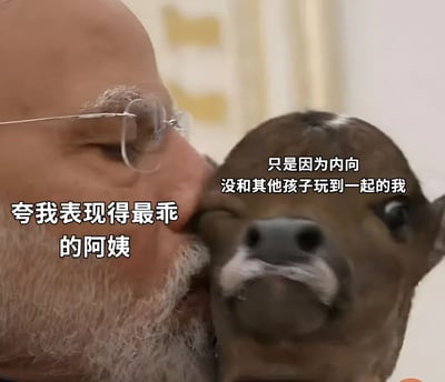 图片左侧是一位戴眼镜、有胡须的中年男性，表情慈祥，正在亲吻右侧的小牛。图片上有两行文字，左侧写着“夸我表现得最乖的阿姨”，右侧写着“只是因为内向没和其他孩子玩到一起的我”。这张图片通过将中年男性的脸与小牛的脸合成在一起，形成了一种幽默的对比，用来表达内向的人在社交场合中被长辈误解为“乖巧”的有趣场景。