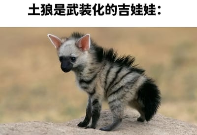 图片上方配有文字“土狼是武装化的吉娃娃：”，下方是一只土狼幼崽的照片。幼崽有着大大的耳朵、黑白相间的条纹毛发和蓬松的尾巴，站立在岩石上，背景为模糊的自然环境。通过将看似凶猛的土狼与小型宠物犬吉娃娃进行对比，制造出反差萌的幽默效果。