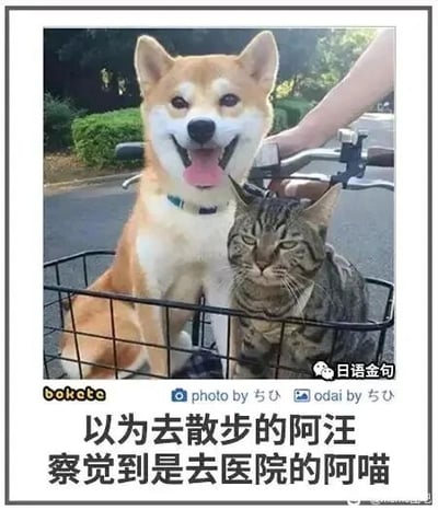 这是一张经过文字加注的原始宠物拍摄图，画面主体是自行车前置篮子里的一只柴犬和一只猫咪。柴犬张着嘴吐着舌头，表情十分兴奋开心，看起来误以为即将去散步；而身旁的猫咪则眉头紧皱、耳朵耷拉，一脸郁闷无奈，似乎已经察觉到此行是去医院。图片下方配有中文文字“以为去散步的阿汪 察觉到是去医院的阿喵”，精准地诠释了两只宠物的不同状态，形成了鲜明又搞笑的反差。图片右下角有微信公众号“日语金句”的水印，左下角标注“bakete”，图片下方还带有日语标注“photo by ちび”“odai by ちび”，表明照片的原始拍摄者是名为ちび的用户。画面中还能看到一只手握着自行车车把，背景是户外的道路和绿植。
