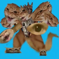 惊讶猫