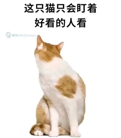 这是一张趣味静态梗图，画面主体是一只黄白相间的猫咪，它以坐立姿态呈现，身体朝向画面下方，但头部向后上方扭转，仿佛在看向观看者。图片顶部配有文字“这只猫只会盯着好看的人看”，通过将猫咪的特殊姿态与夸赞文字结合，制造出一种幽默的互动效果，看到这张图的人会被“猫咪认定为好看的人”，从而获得愉悦感，这类梗图适合在社交聊天、朋友圈等场景中发送，用于活跃气氛或夸赞他人。