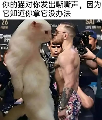 图片上方配有文字'你的猫对你发出嘶嘶声，因为它知道你拿它没办法'。画面主体是一张经过合成的图片：左侧是一只体型庞大、毛发蓬松的白色猫咪，正近距离对着右侧一名赤裸上身的肌肉男子的脸，仿佛在对峙。男子身上有纹身，背景中可见'UFC'、'PPV'等标志以及多名举着相机的摄影师，推测原始场景为UFC赛前发布会的经典对峙画面。猫咪的加入形成了强烈的幽默反差，用严肃的格斗场景调侃了猫咪在家中'无法无天'、对主人表现出挑衅又自信的态度。