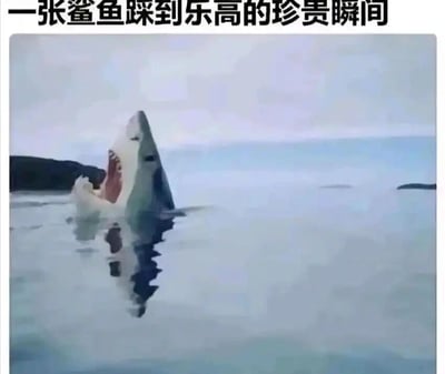 这是一张带有搞笑创意的梗图，画面主体是一只弓起身体、头部抬起、嘴巴大张的鲨鱼，它的部分躯体露出水面，姿态看起来像是在承受强烈的痛苦。图片顶部配有文字“一张鲨鱼踩到乐高的珍贵瞬间”，创作者利用鲨鱼的这个自然动作，类比人类踩到乐高时那种因剧痛而身体扭曲、难以忍受的状态，将很多人都有过的踩到乐高的痛苦经历，用夸张的鲨鱼姿态呈现出来，制造出幽默搞笑的效果，容易引发观者的共鸣，属于典型的玩梗类创意图片。