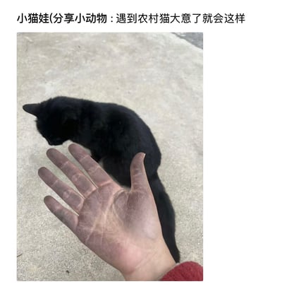 图片中一只纯黑色的农村猫咪蹲坐在水泥地面上，身体微微前倾，似乎在观察地面。前景中一只人类的手掌占据了画面下方，手掌上沾满了明显的灰尘和污渍，手指自然张开。图片上方配有文字“小猫娃(分享小动物：遇到农村猫大意了就会这样)”，通过幽默的方式暗示与农村猫咪互动时若不注意就容易弄脏手。整体场景呈现出真实的农村生活小片段，充满生活气息。