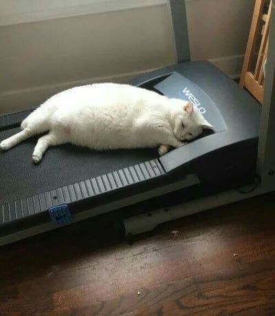 图片中一只胖乎乎的白色猫咪正舒适地躺在黑色跑步机上，双眼紧闭，似乎进入了熟睡状态。跑步机的品牌标识“weslo”清晰可见于前端。背景是木质地板和浅色墙壁，营造出居家环境。猫咪慵懒的姿态与跑步机用于运动的功能形成鲜明反差，幽默地展现了“躺平”的生活态度，让人忍俊不禁。