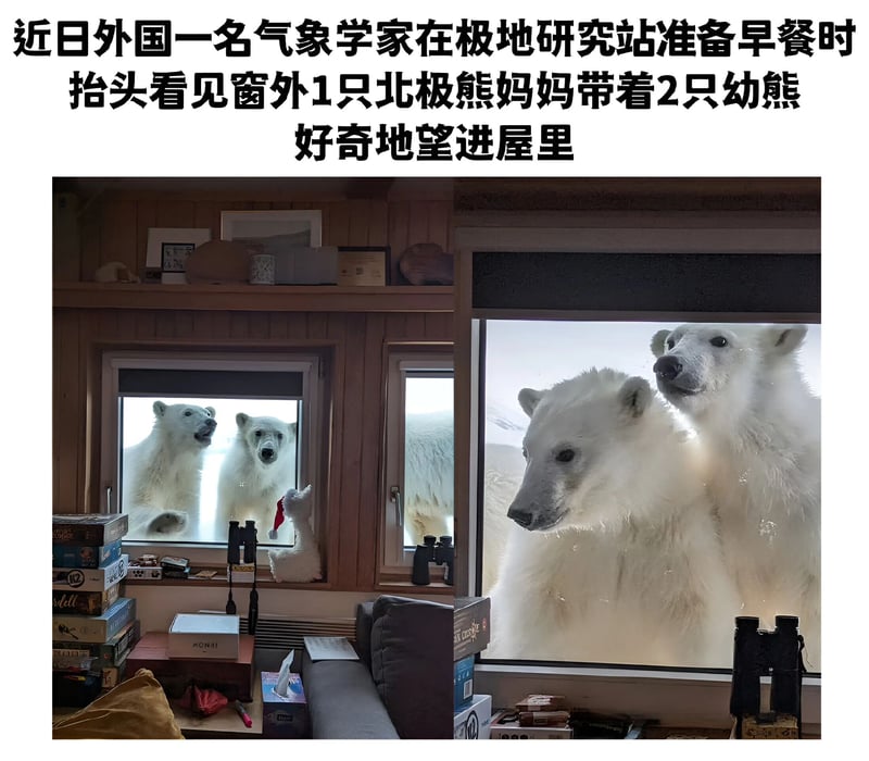北极熊幼崽