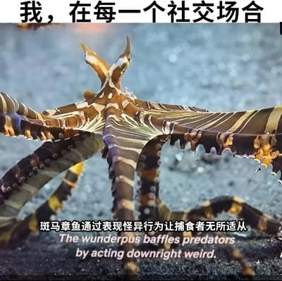 图片上方配有文字“我，在每一个社交场合”，下方是一张斑马章鱼的照片，章鱼身体呈现棕黄与黑色条纹相间的复杂纹路，姿态扭曲怪异。图片底部有文字说明“斑马章鱼通过表现怪异行为让捕食者无所适从”及英文翻译“The wunderpus baffles predators by acting downright weird.”。该梗图通过类比手法，将斑马章鱼用怪异行为迷惑捕食者的生存策略，幽默地映射到人们在社交场合中感到不自在、试图通过“怪异”方式应对社交压力的状态，带有自嘲和无奈的搞笑意味。