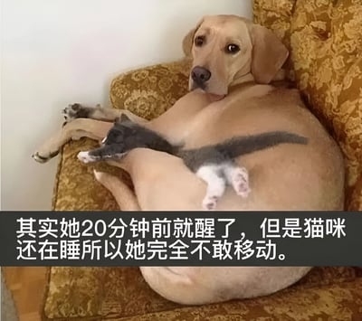 一只浅棕色的狗狗仰卧在金色花纹沙发上，腹部托着一只黑白相间的小猫咪。狗狗眼神平静中略带无奈，四肢自然伸展，身体保持静止状态。小猫咪则蜷缩在狗狗温暖的腹部上熟睡，姿态放松。图片底部配有文字说明：“其实她20分钟前就醒了，但是猫咪还在睡所以她完全不敢移动。” 整体画面展现了宠物间温馨和谐的瞬间，狗狗对猫咪的细心呵护令人感到暖心。