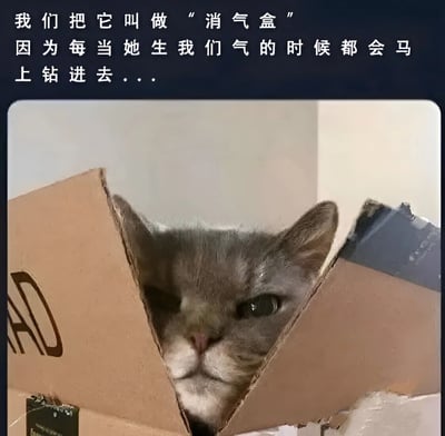 图片上方有一段文字说明：“我们把它叫做‘消气盒’因为每当她生我们气的时候都会马上钻进去...”，下方是一只灰色猫咪从一个破损的纸箱中探出头来，表情略带严肃，只露出了脸部。这张图片通过幽默的方式展示了猫咪生气时躲进纸箱的可爱行为。